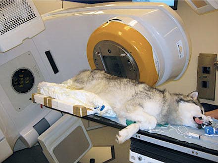 Postoperativ radioterapi til en hund med et recidiverende bløddelssarkom. Muligheden for at tilbyde veterinære patienter radioterapi er opstået som følge af samarbejdet mellem Københavns Universitet og Rigshospitalet.
