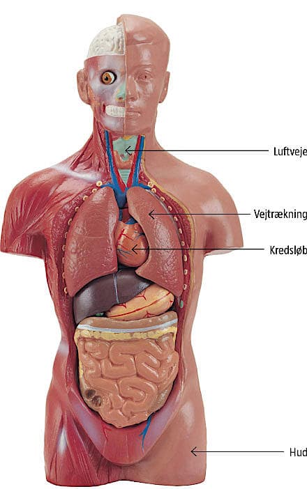 Anafylaksi diagnosticeres ved akut indsættende symptomer fra huden (urticaria/flushing) kombineret med livstruende symptomer fra luftveje (stridor), vejrtrækningproblemer (hypoksi) og/eller kredsløbssymptomer (hypotension).