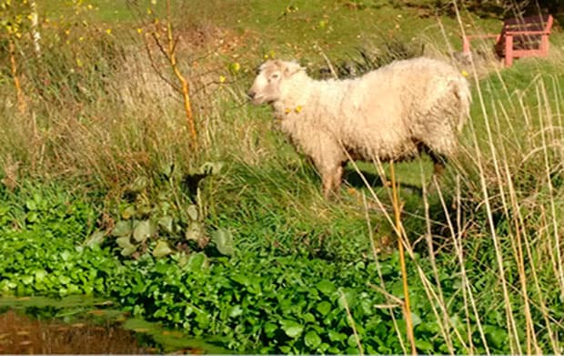 Et udsnit af det område, hvor brøndkarsen vokser, og hvor der går får, der er inficeret med Fasciola hepatica.a.