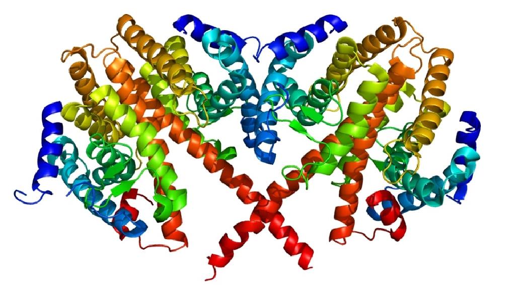 Proteinstrukturen af hepatocyte nuclear factor 4 alpha (HNF4A).