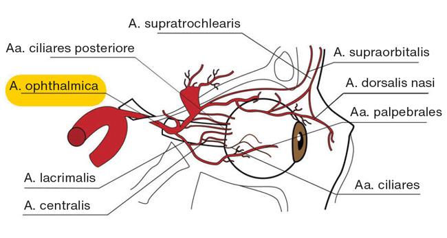 Det retrobulbære kargebet med a. opthalmica fra a. carotis interna, hvor a. ophthalmica herefter giver ophav til a. centralis retinae omtrent 10 mm fra den posteriore pol af bulbus. Herudover afgives a. lacrimalis, a. supraorbitalis, a. ethmoidalis, aa. ciliares posteriores samt muskulære grene til de ekstraokulære muskler. Endegrene fra a. ophthalmica forlader orbita nasalt som a. supraorbitalis, a. supratrochlearis, a. dorsalis nasi og aa. palpebrales mediales.