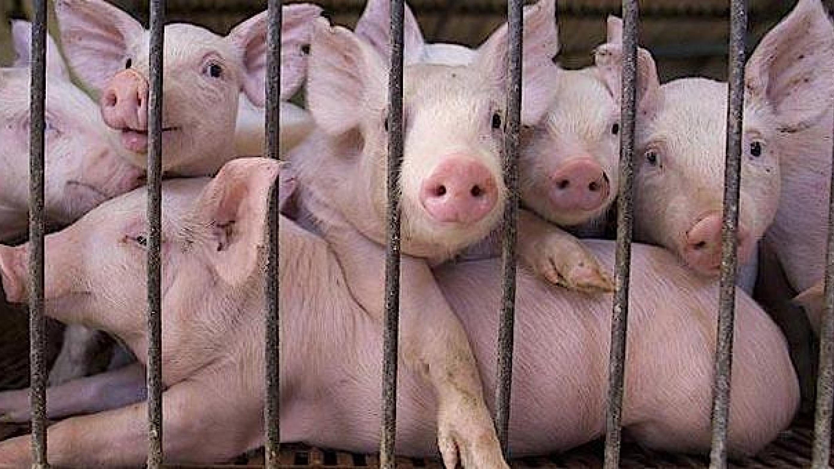 Svineproduktionen tegner sig for 78 pct. af antibiotikaforbruget i Danmark.