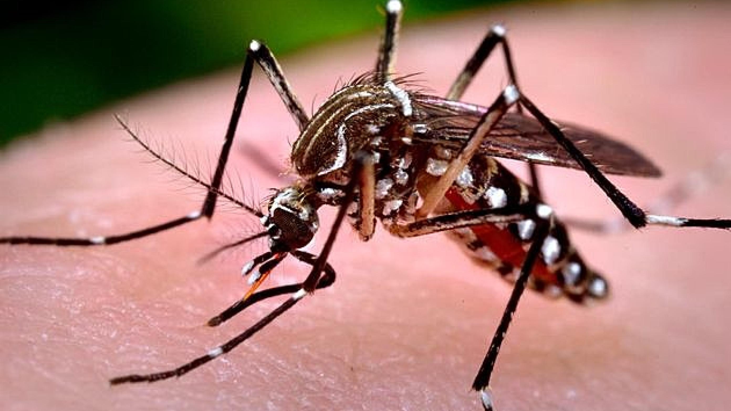 Den virusbærende myg, Aedes aegyptis.