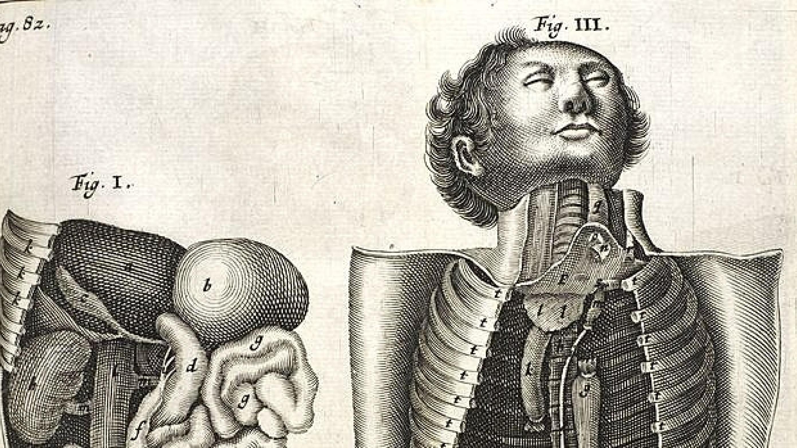 Illustration fra Bartholins påvisning af mælkebrystgangen på et menneske under den offentlige dissektion af en henrettet barnemorder. Kobberstik, ca. 1560.