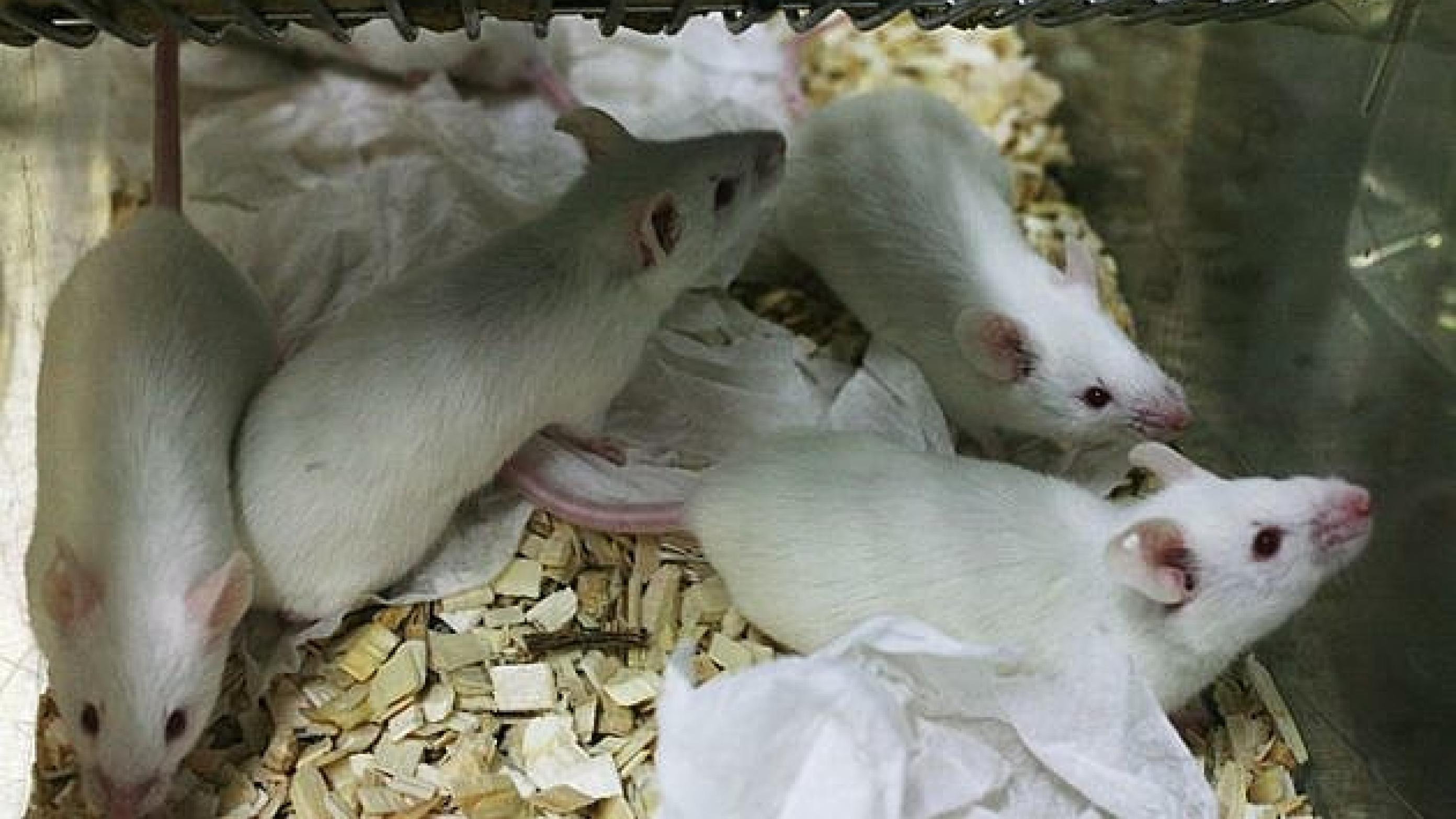 Forskerne har isoleret stamceller fra mennesker med skizofreni og overført dem til mus i en forsøgsrække, der kan pege mod en radikalt anden tilgang til behandlingen af bl.a. skizofreni. Foto: Wikimedia Commons