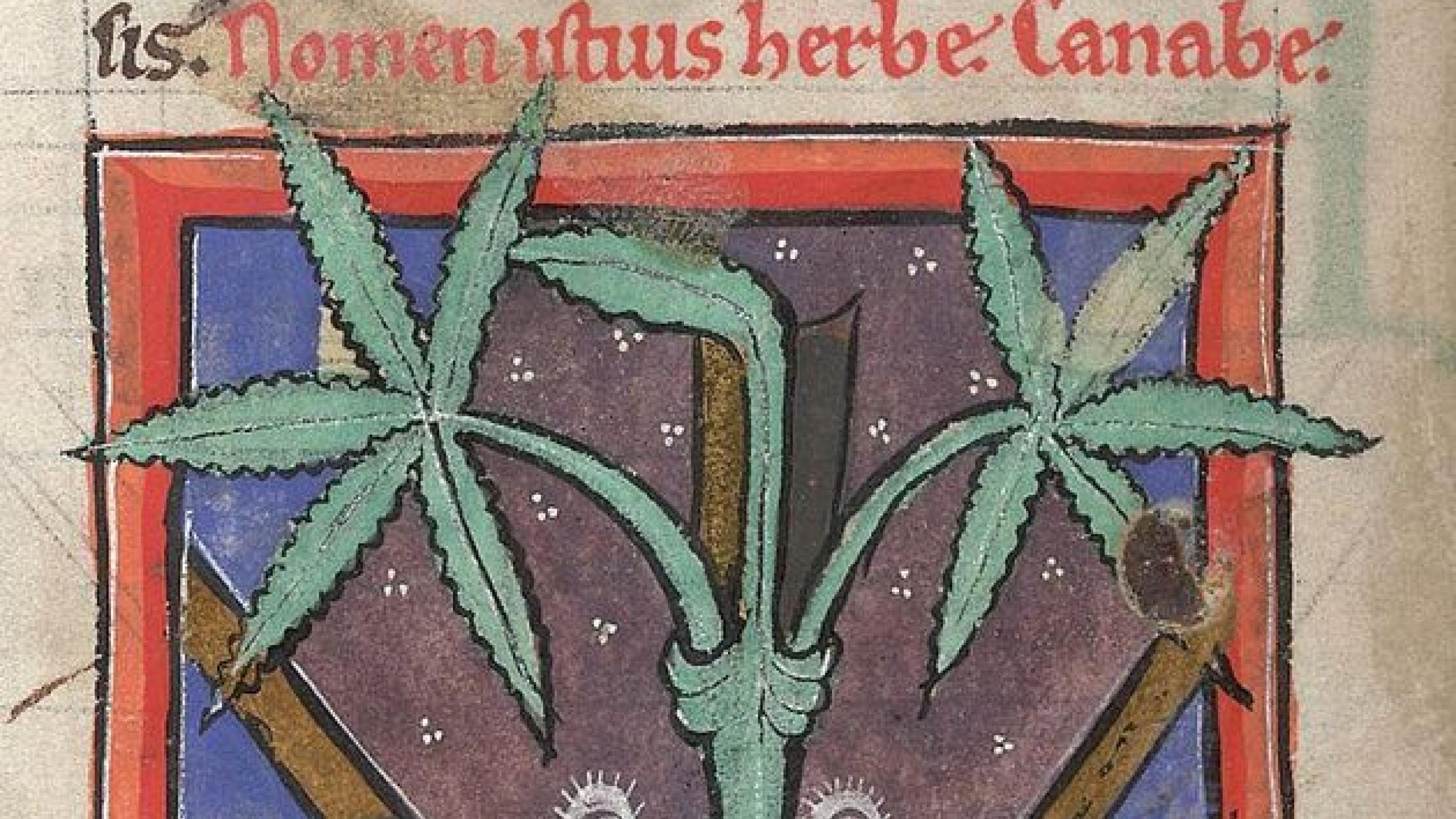 Medicinsk cannabis - illustration fra middelalderlig lægebog.