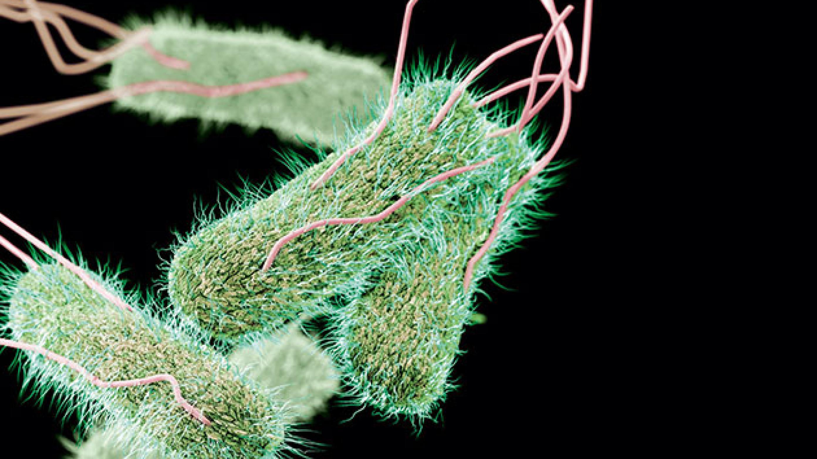 Salmonella. Foto: Science Photo Library / Scanpix