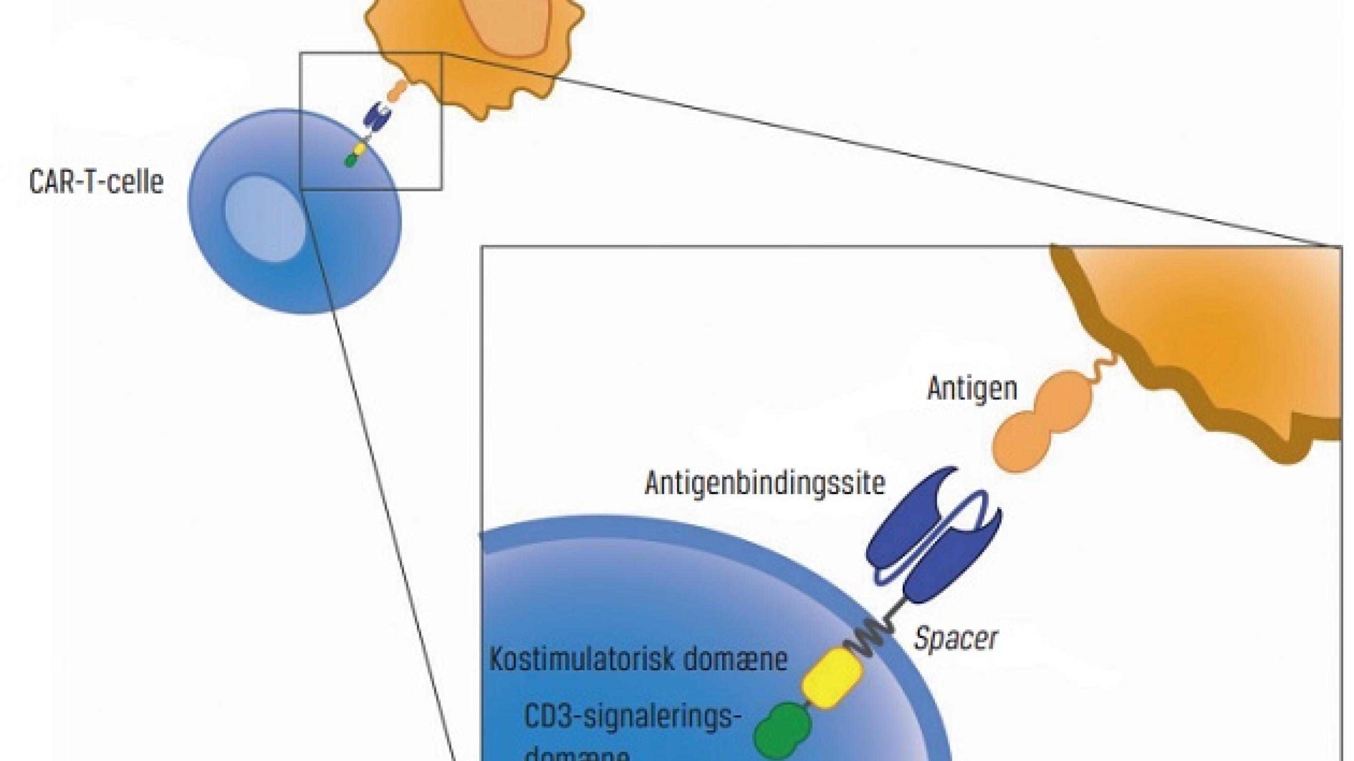 Chimeric antigen receptor (CAR)-T-cellens design. 