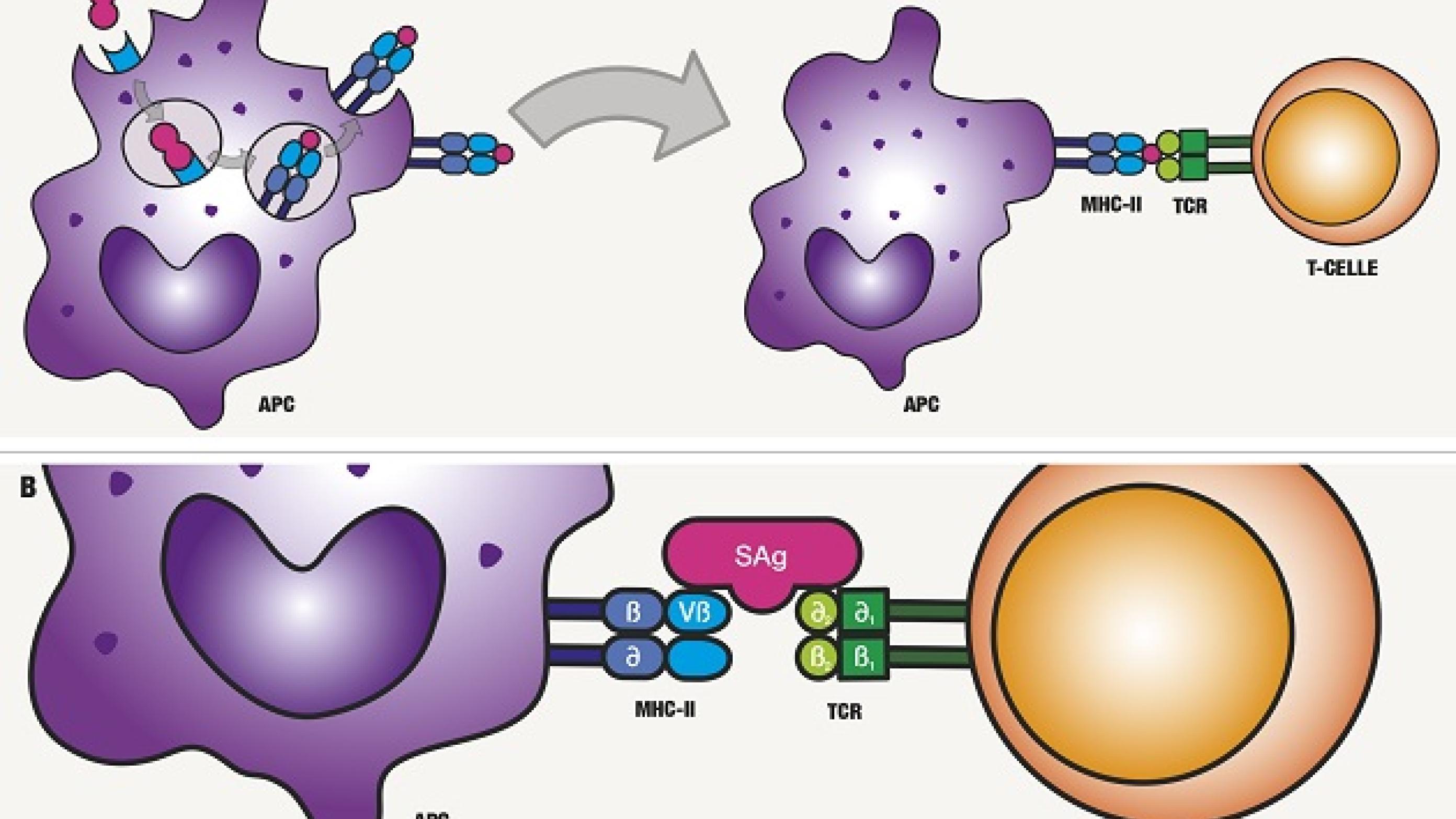 A. Antigen optages i APC, nedbrydes i lysosomet til peptidfragmenter og præsenteres på overfladen af APC. Ved binding og genkendelse af TCR, aktiveres T-cellen. B. SAg bindes direkte til MHC-II på den APC og Vβ-regionen af TCR og omgår den normale præsentationsproces.