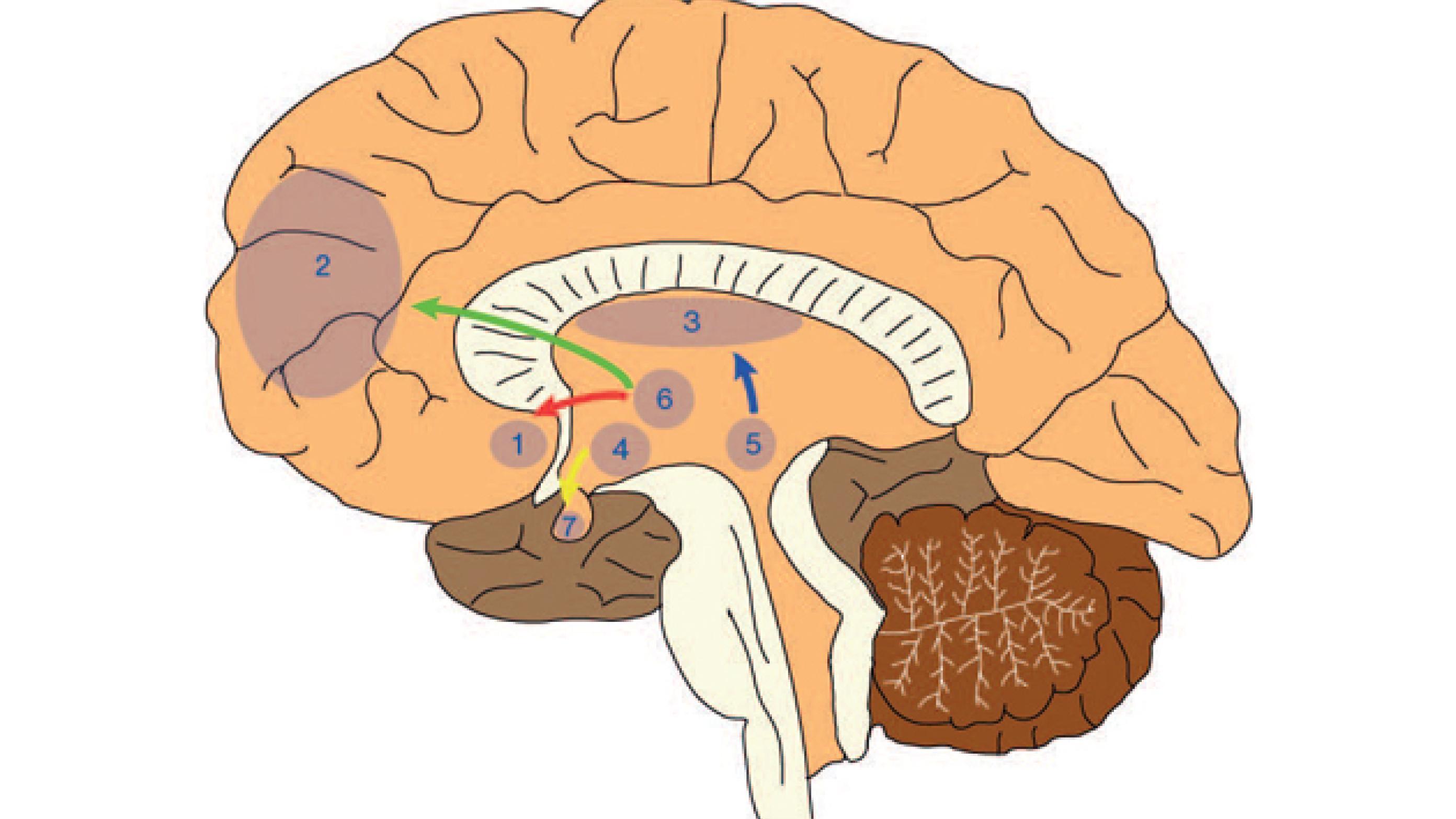 Dopaminerge nervebaner i den menneskelige hjerne (Fra [1] - Gengivet med tilladelse af Dansk Selskab for Klinisk Psykofarmakologi).