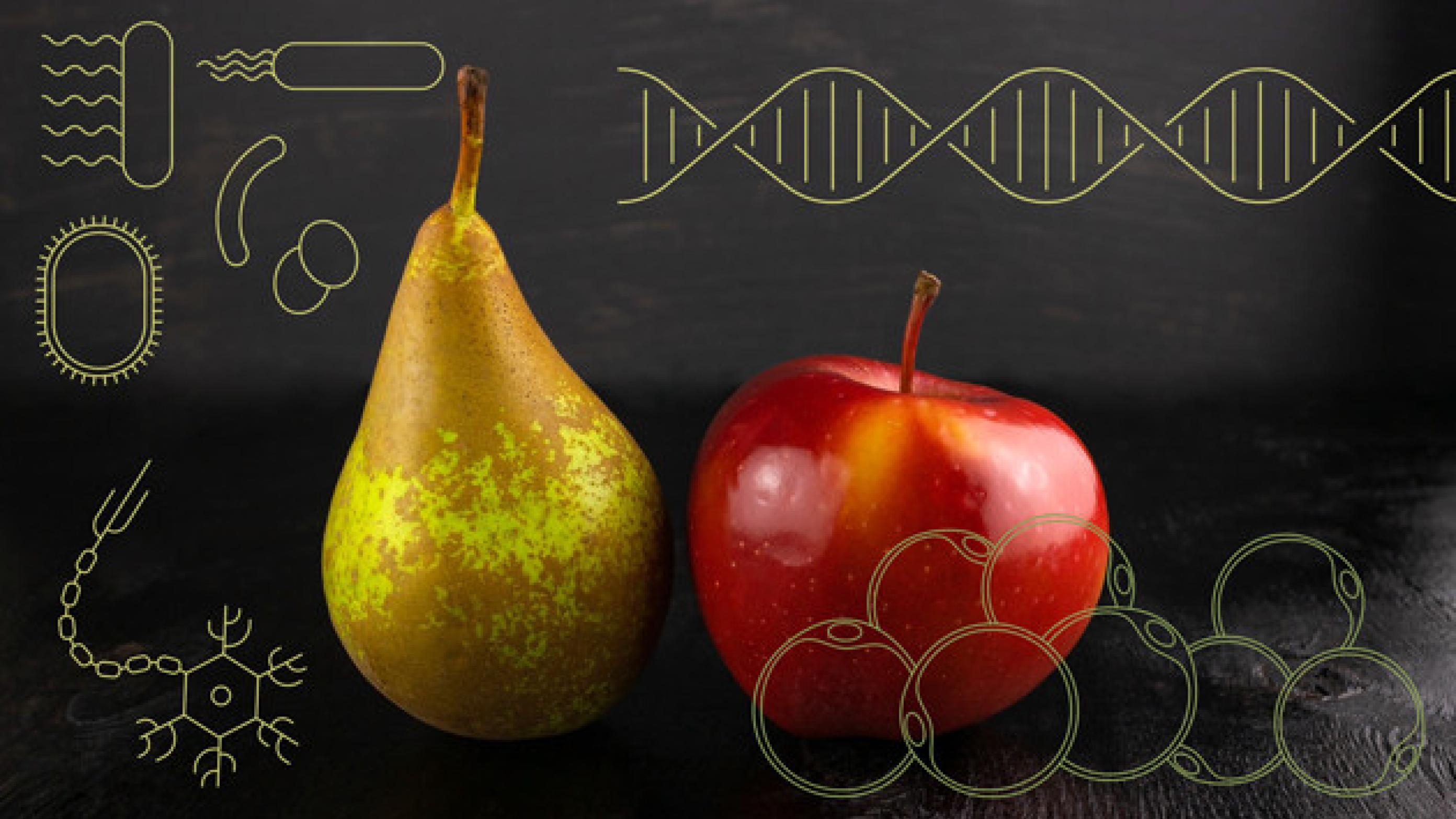 Æblefacon og pærefacon. Hvidt fedt og brunt fedt. Mikrober, neuroner og hormoner. Utroligt mange faktorer spiller ind ved overvægt. (Illustration Creative ZOO).