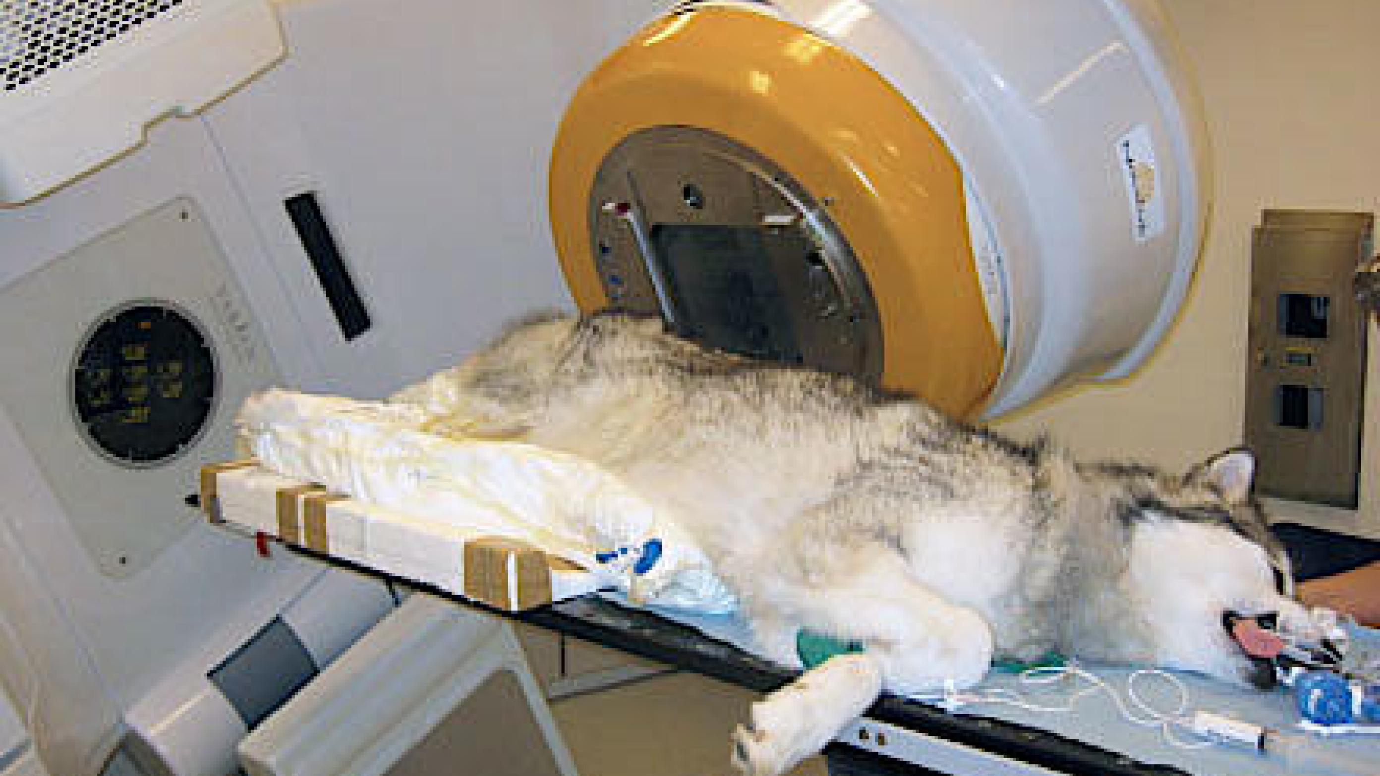 Postoperativ radioterapi til en hund med et recidiverende bløddelssarkom. Muligheden for at tilbyde veterinære patienter radioterapi er opstået som følge af samarbejdet mellem Københavns Universitet og Rigshospitalet. 