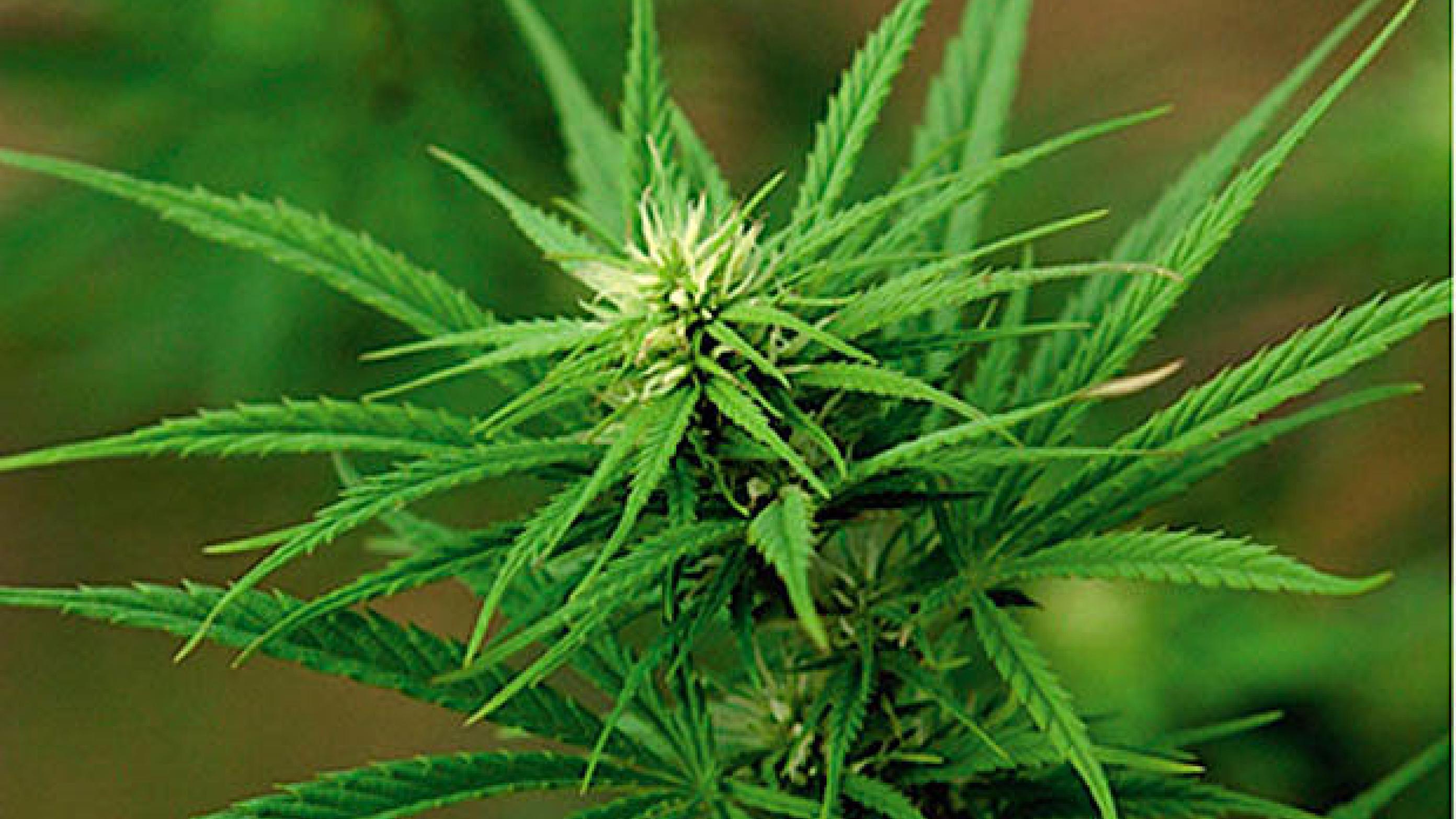 Cannabis sativa (hampeplanten). Foto: Colourbox
