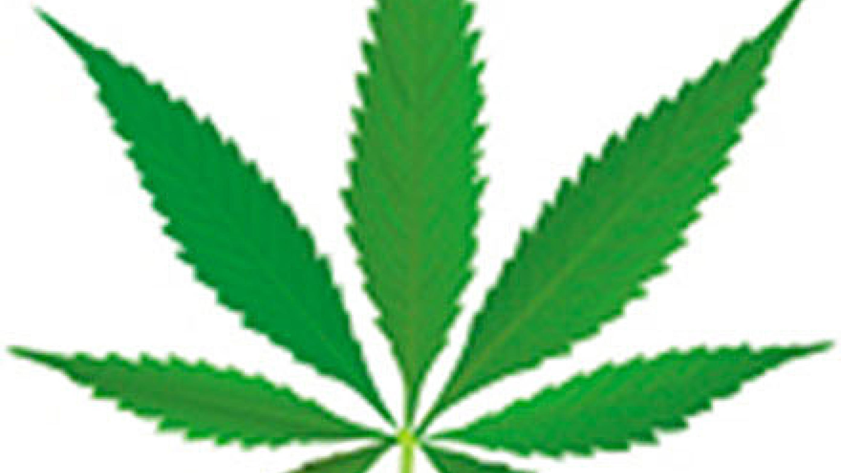 Cannabis-plante.